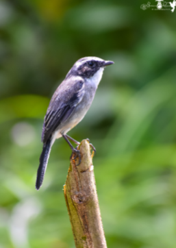 Grey Bush Chat